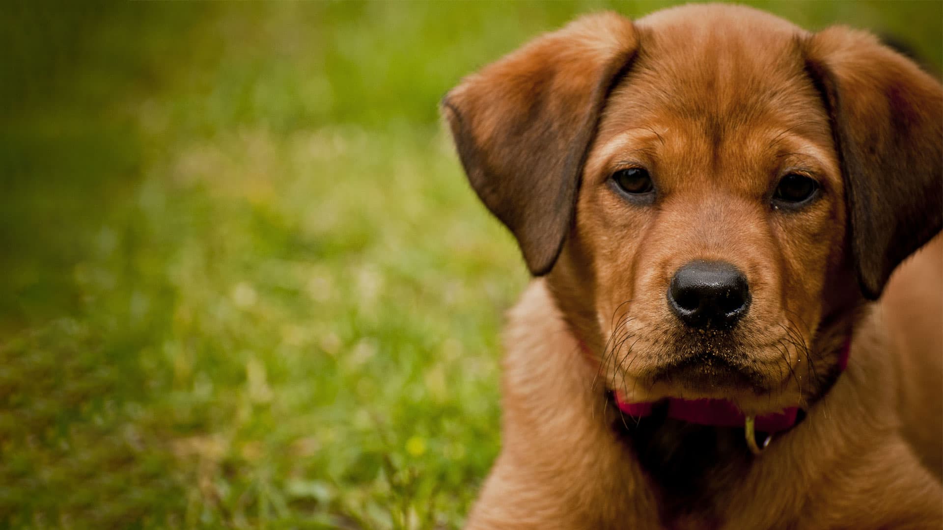 vol de chien