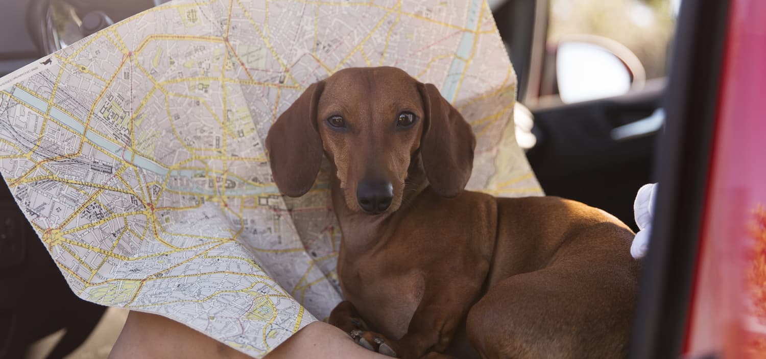 passeport chien prix