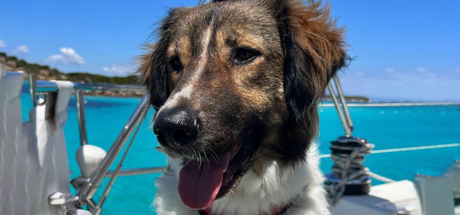 voyager avec son chien