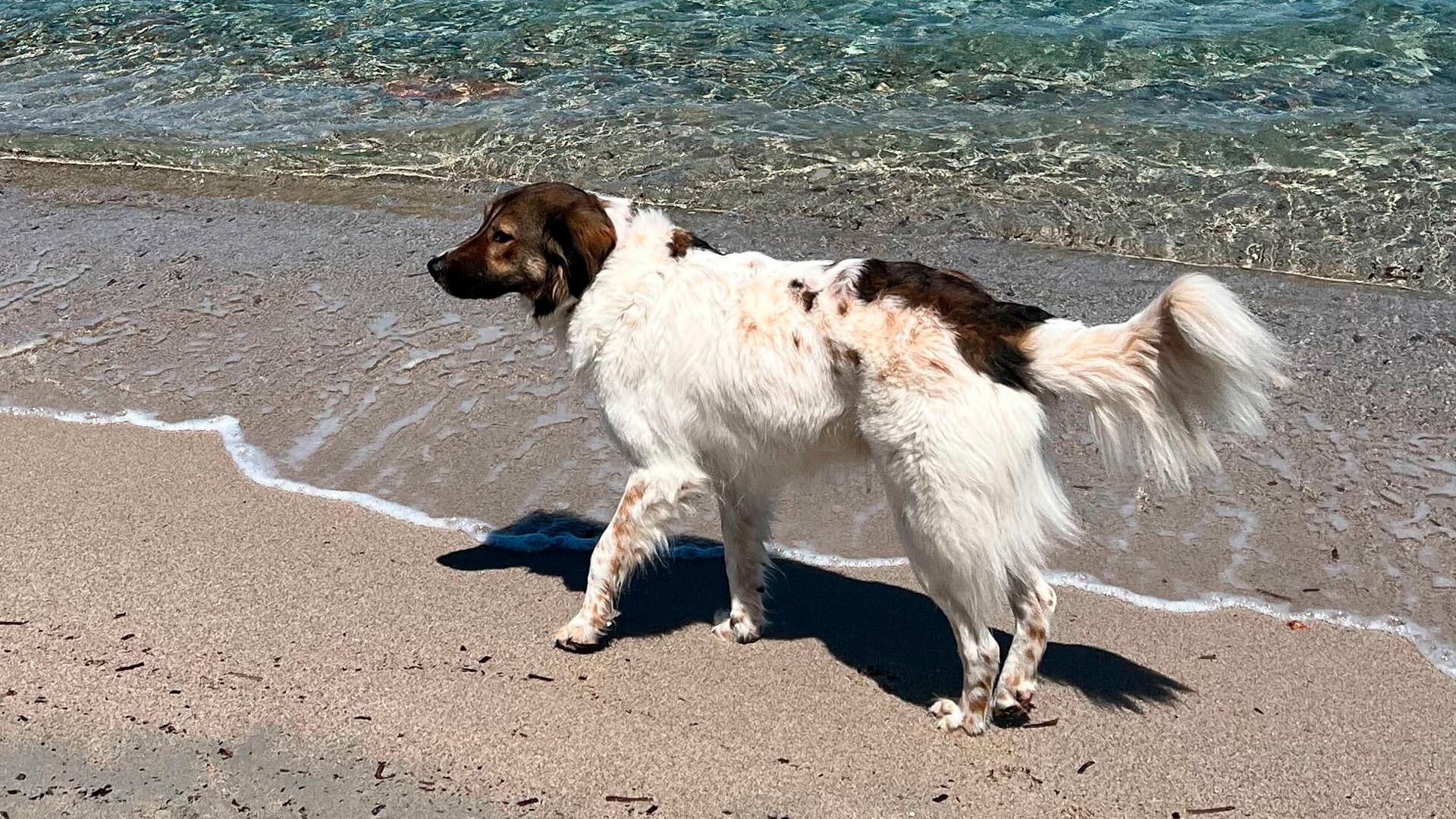 voyager avec son animal