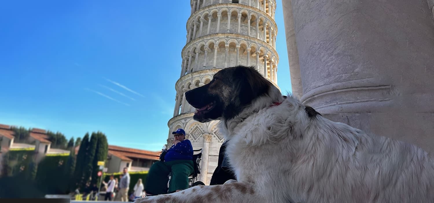 voyager avec son chien