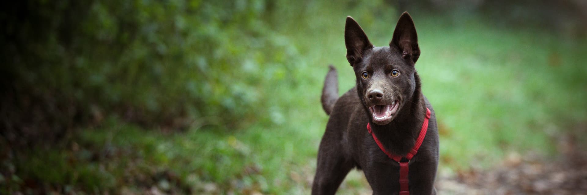 Bannière de Mathieu Hommaire Photographe