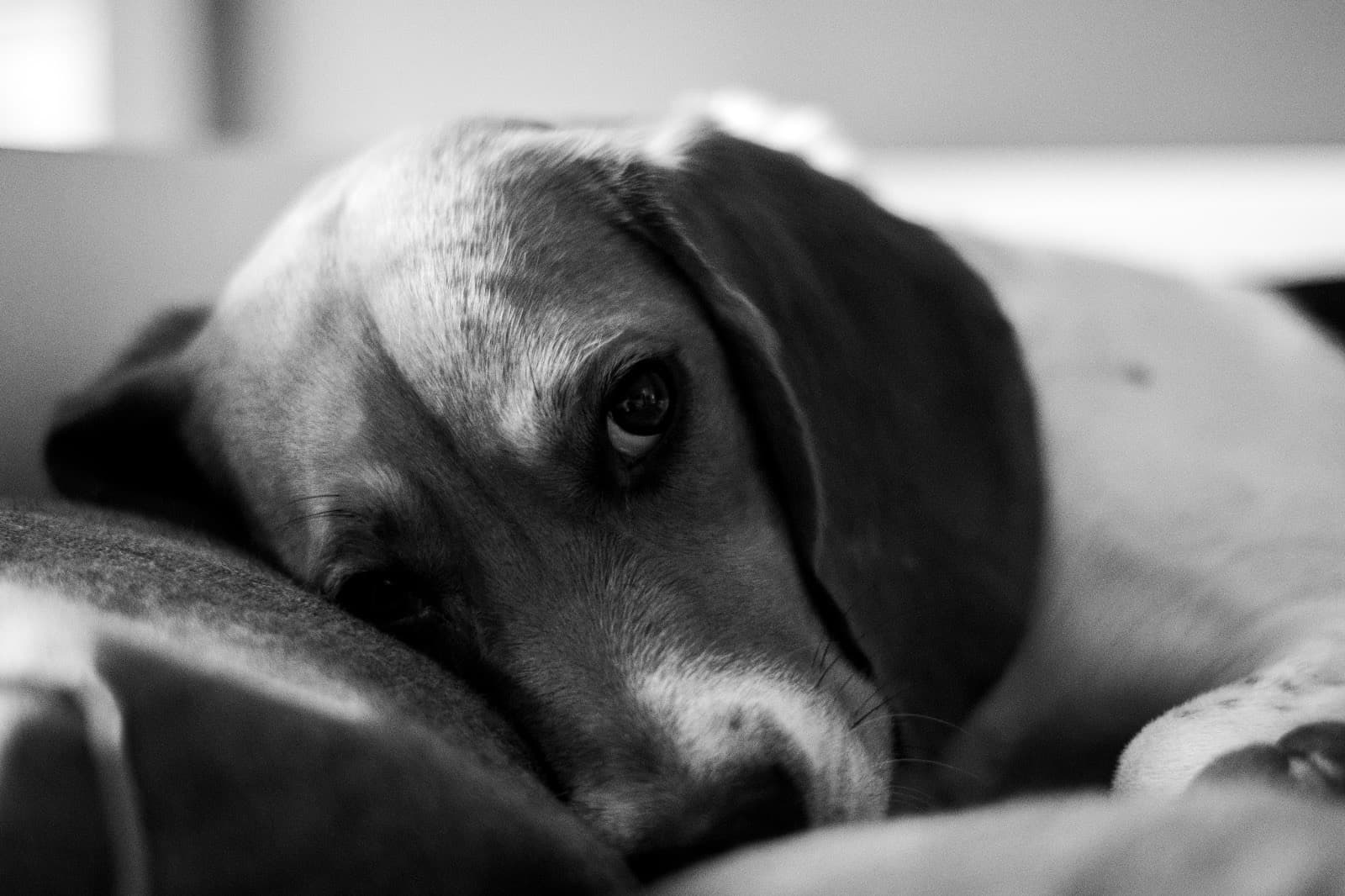 Bannière de Dog'Progress