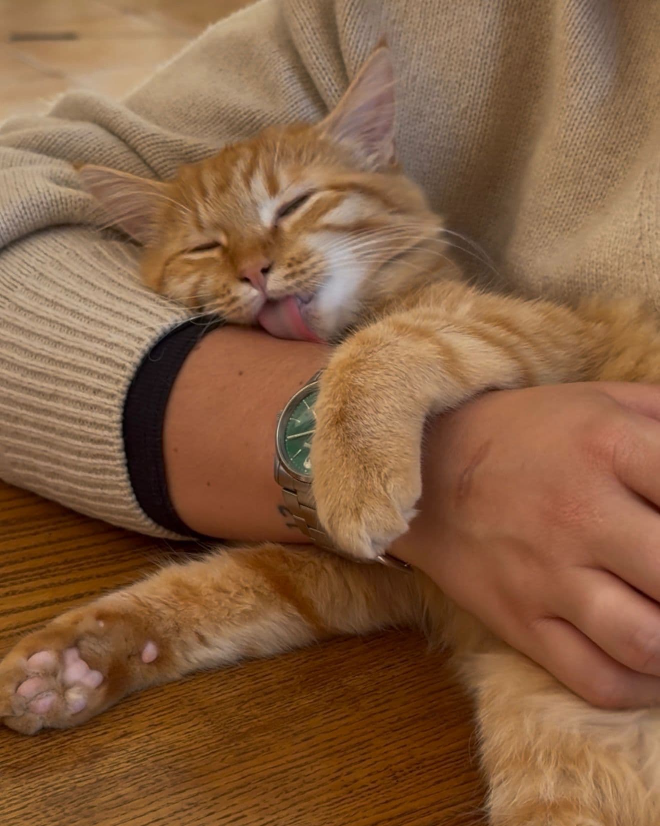 Bannière de Lou Dolce - Ostéopathe animalier