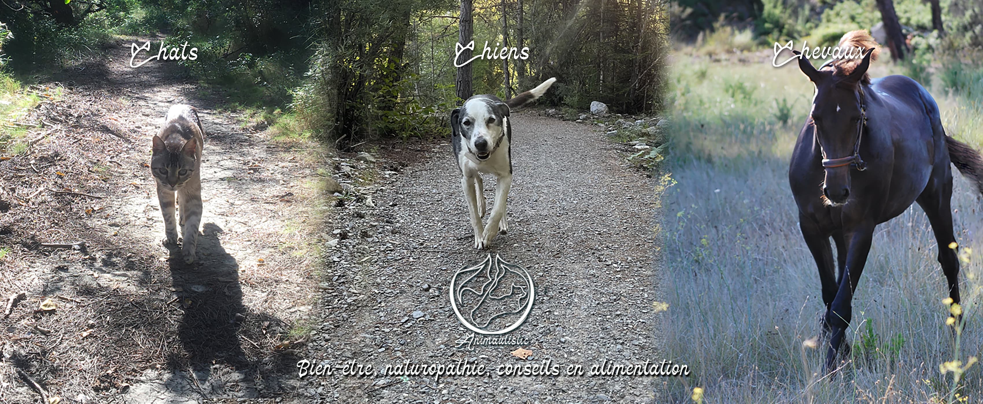 Bannière de Animaulistic