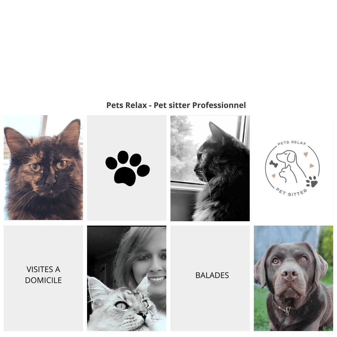 Bannière de Pets Relax