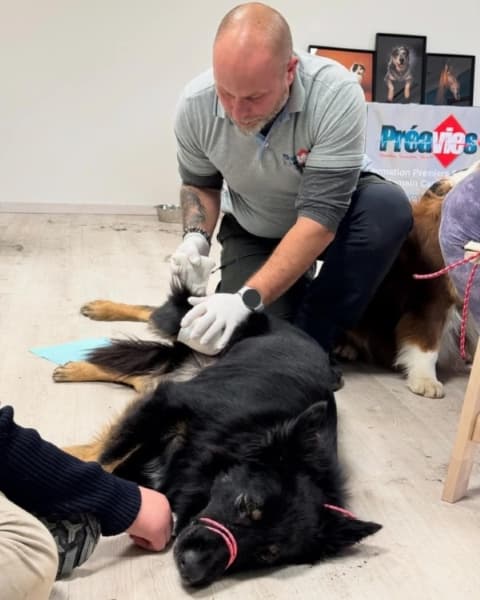 Bannière de Préavies