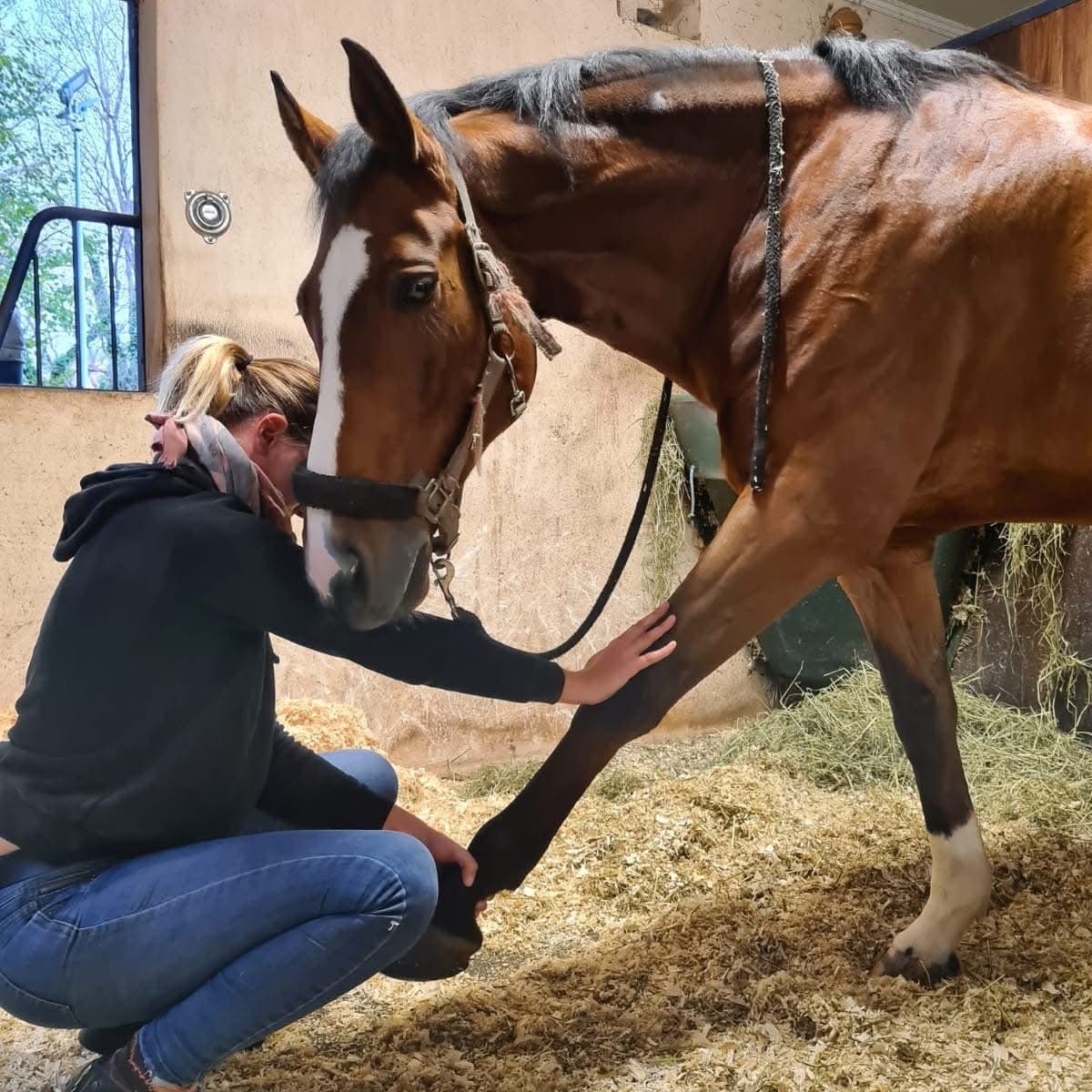 Bannière de ESTELLE MOULIER EI - MÉDECINE ALTERNATIVE POUR ANIMAUX