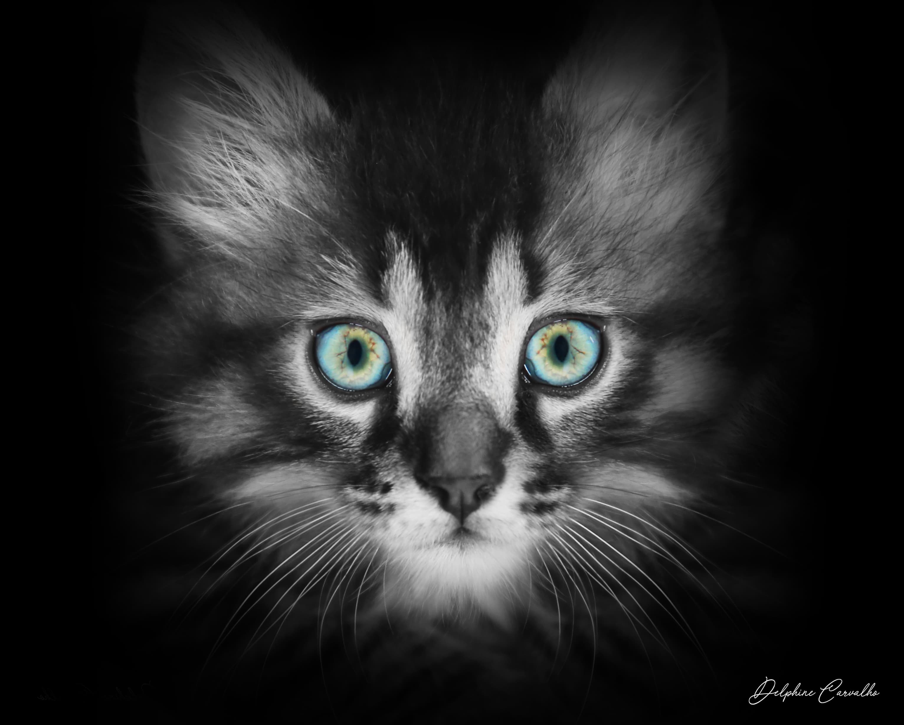 Bannière de Chez Berlioz