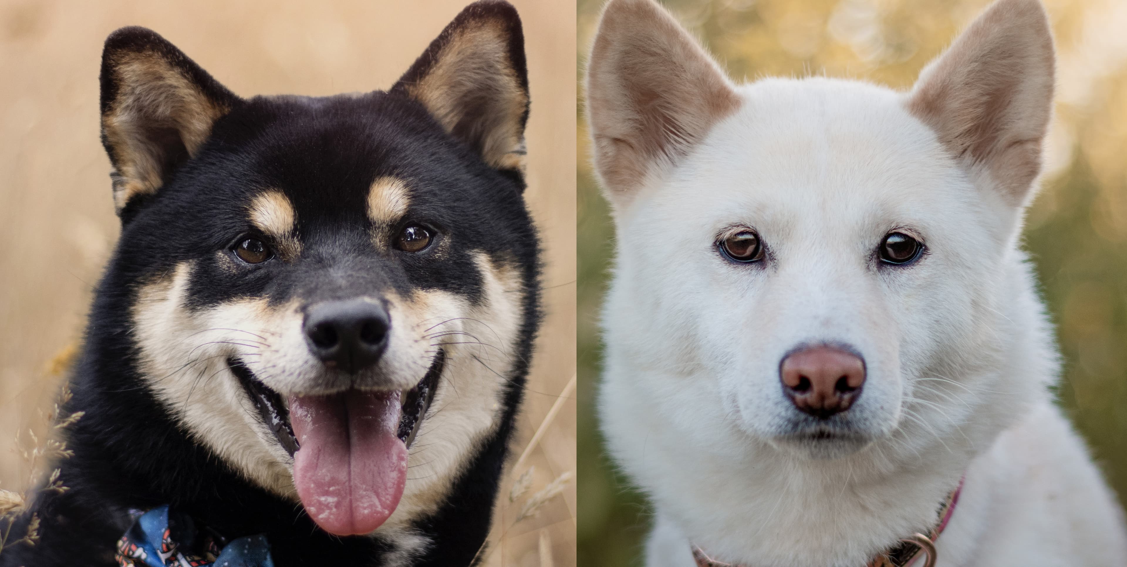 Bannière de Ani'Dream