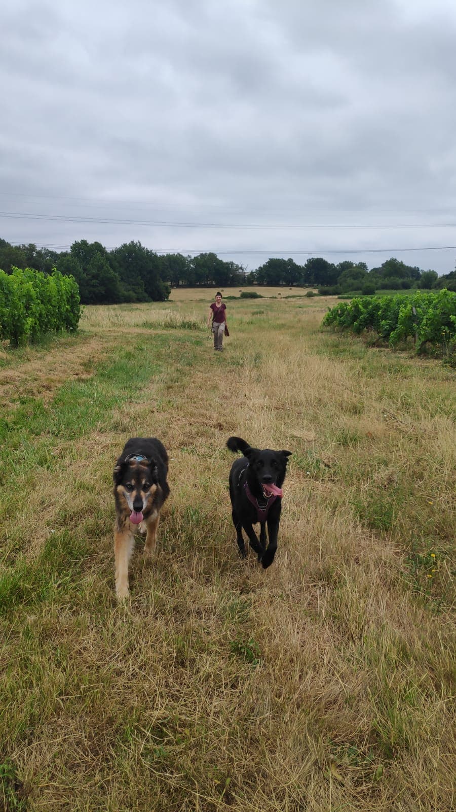 Bannière de Résonance Canine