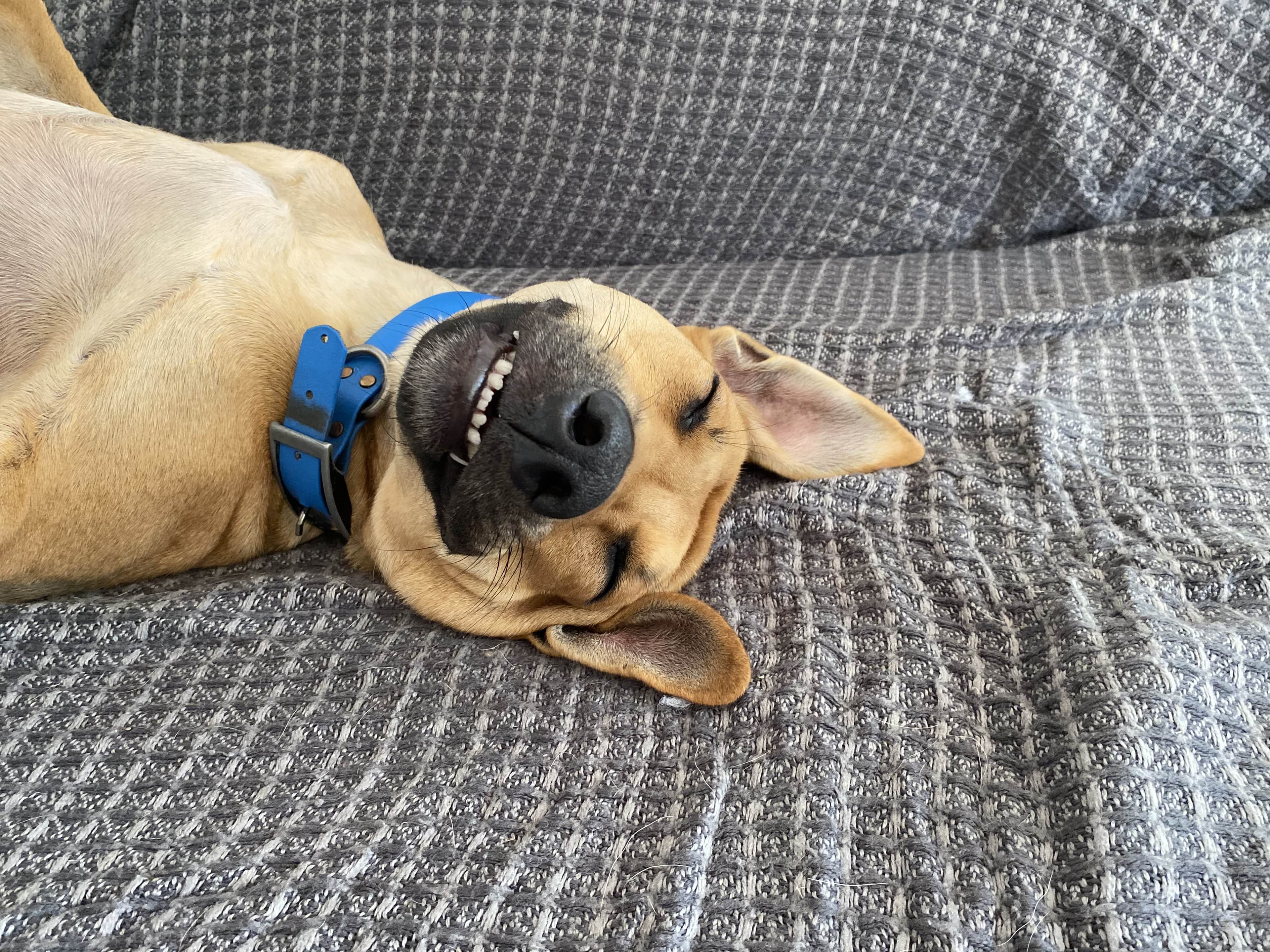 Bannière de Anidays