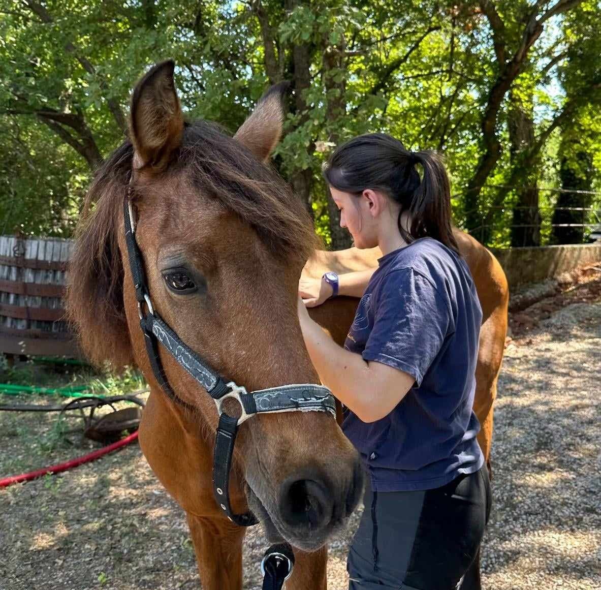 Bannière de Lara Arnoux Ostéopathe animalier