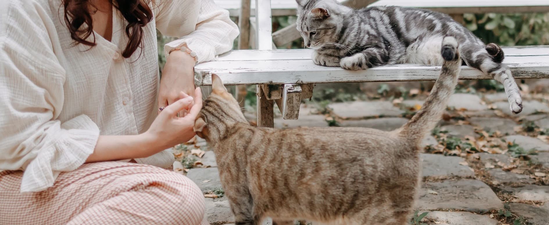 Bannière de Esprit Felis