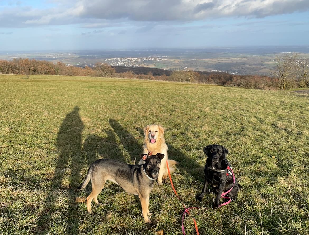 Bannière de Amänimal