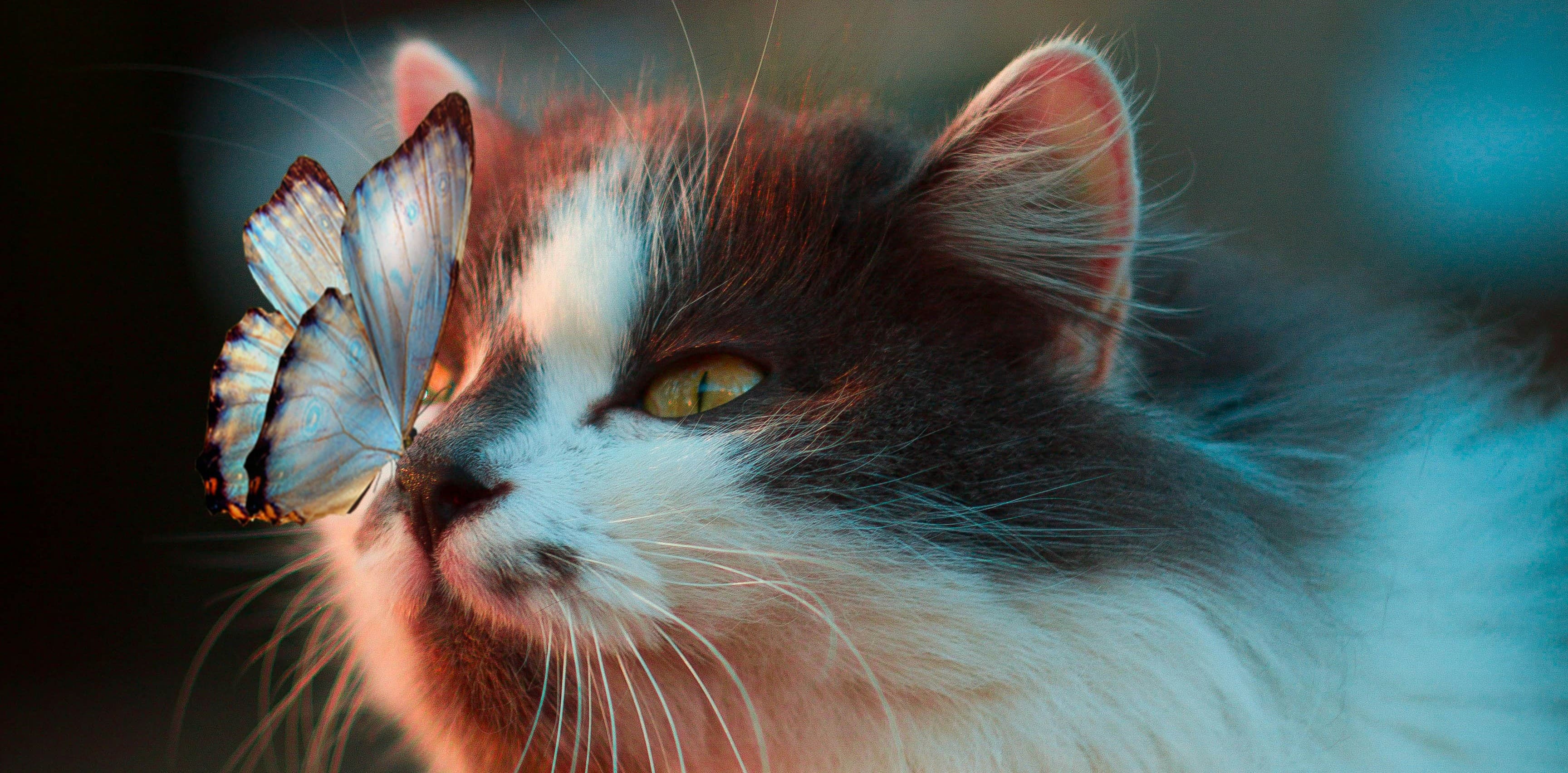 Bannière de Hélène BOS