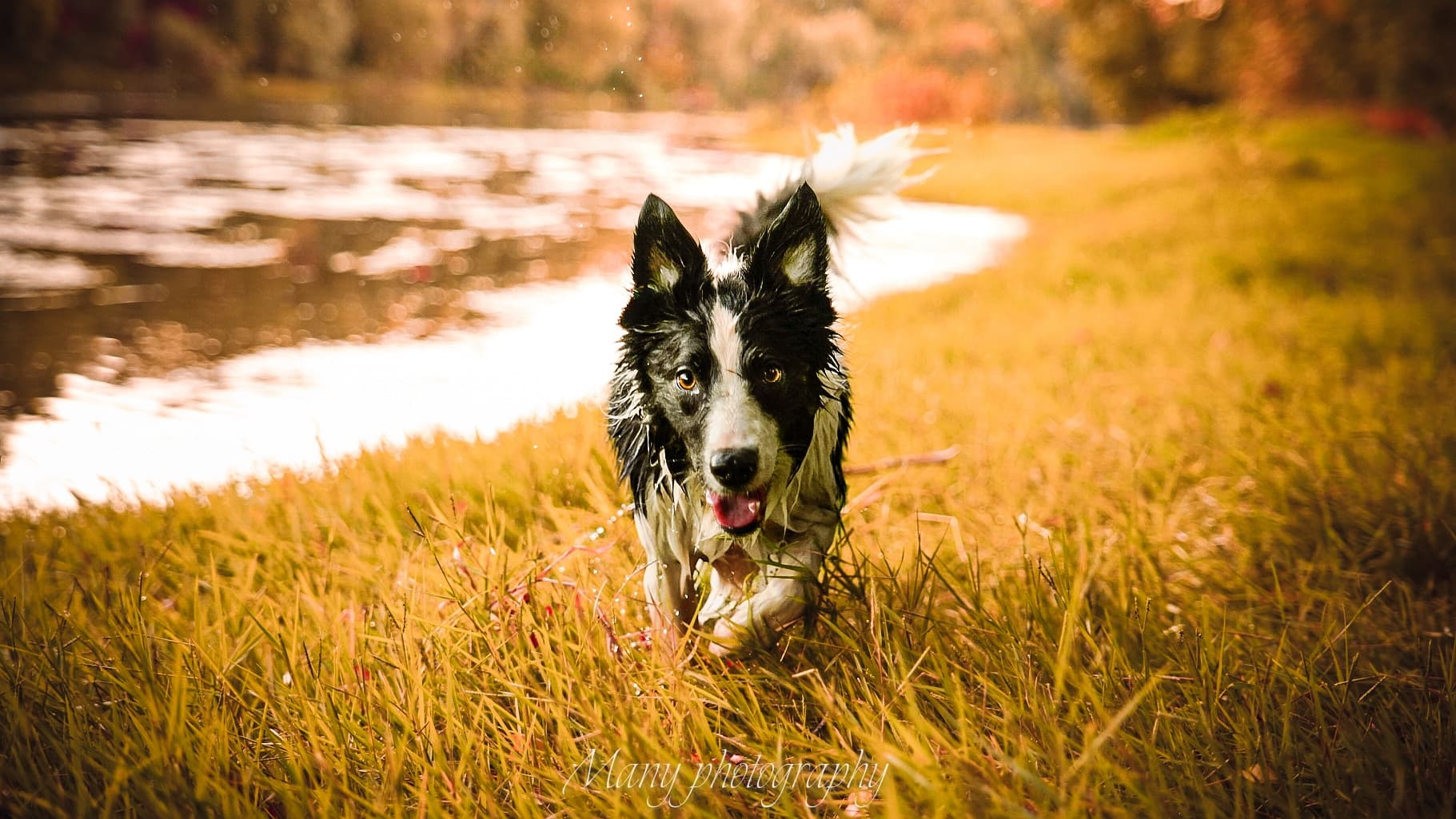 Bannière de M’dogs éducation 