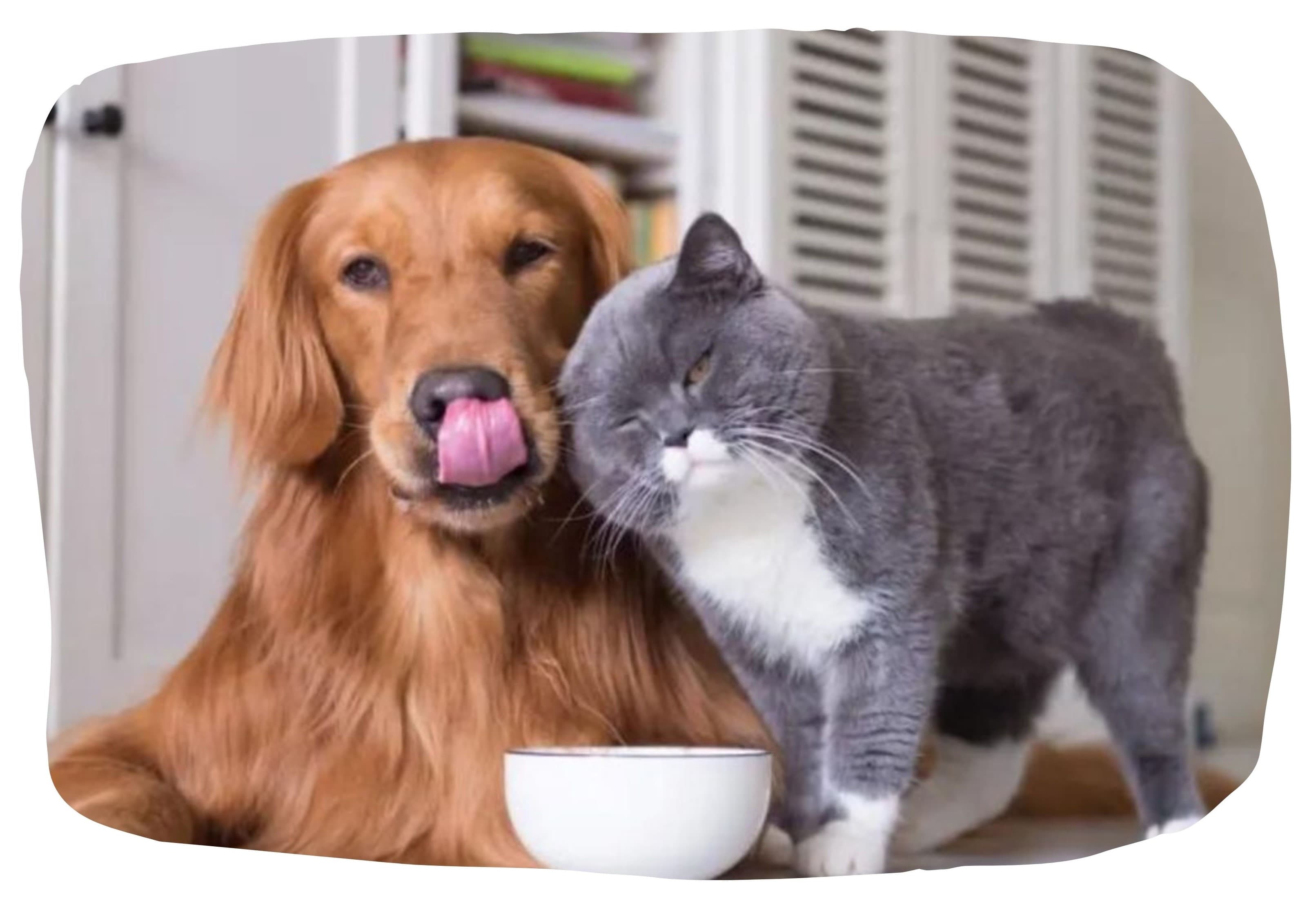 Bannière de Animal Consulting