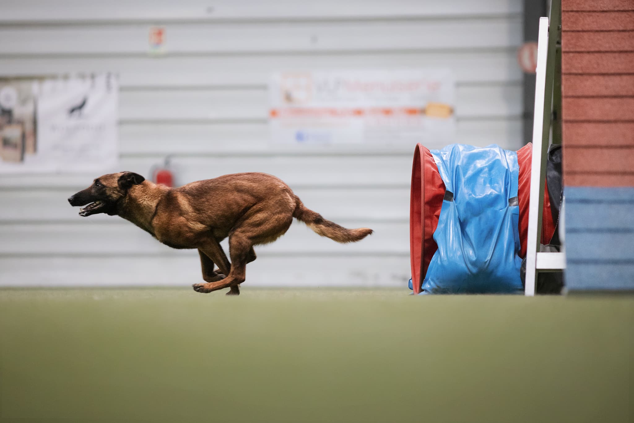 Bannière de Village Canin