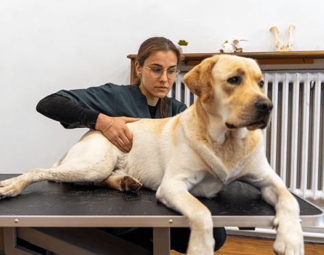 Bannière de Agathe Libert-Coubard • Ostéopathie Animale Lyon
