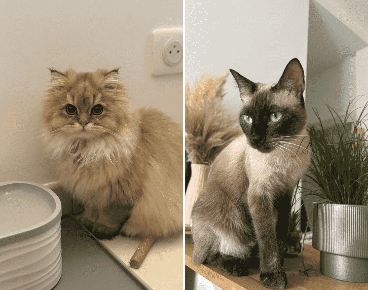 photo de Aki & Cléopâtre