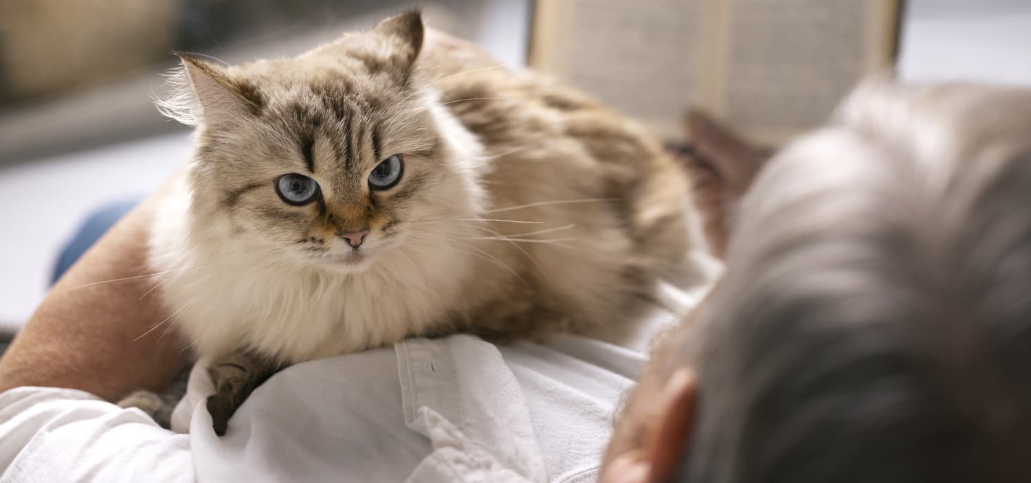 Chat retraite d'élevage à adopter