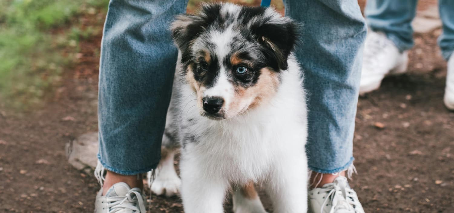 Chiots berger australien bleu merle