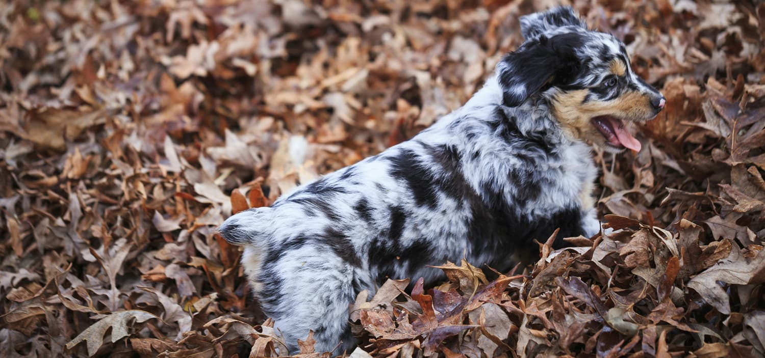 Chiots berger australien merle