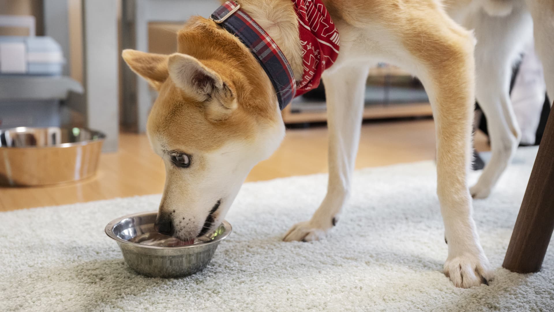 Nutritionniste animalier