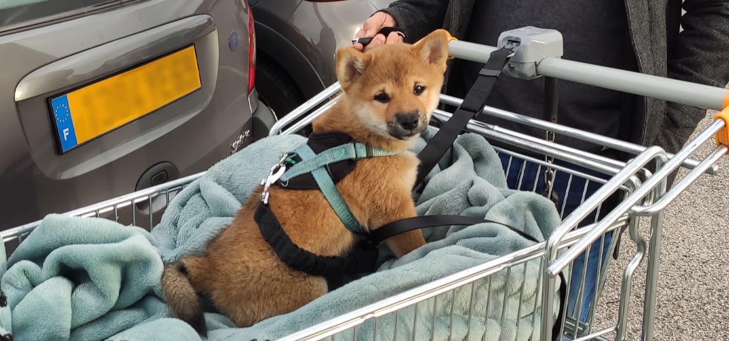 Socialiser chiot 2 mois