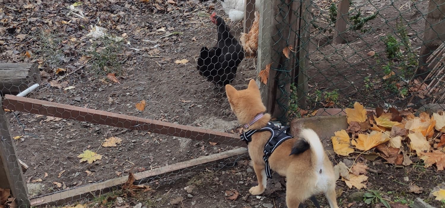 Socialiser chiot 4 mois