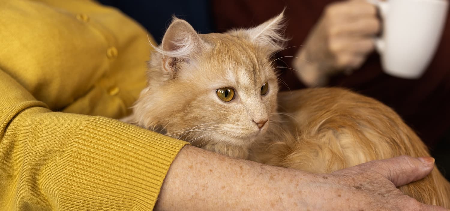 Chat retraite d'élevage à adopter