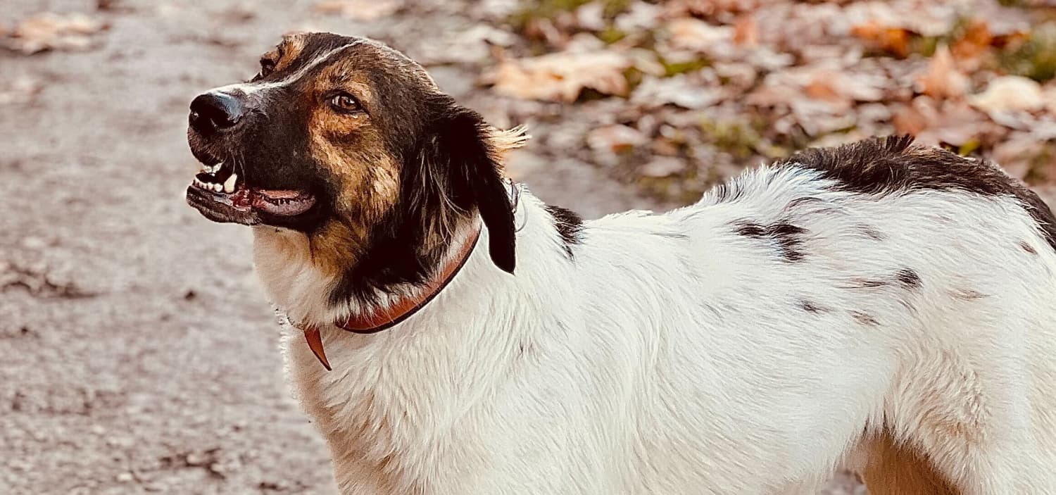 adopter chien roumain