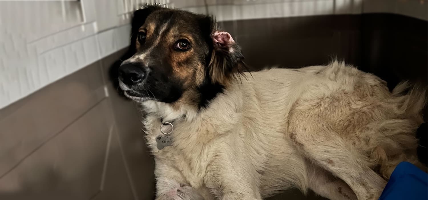 adopter un animal de refuge