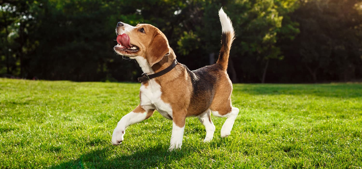 adoption beagle laboratoire Maison Alfort