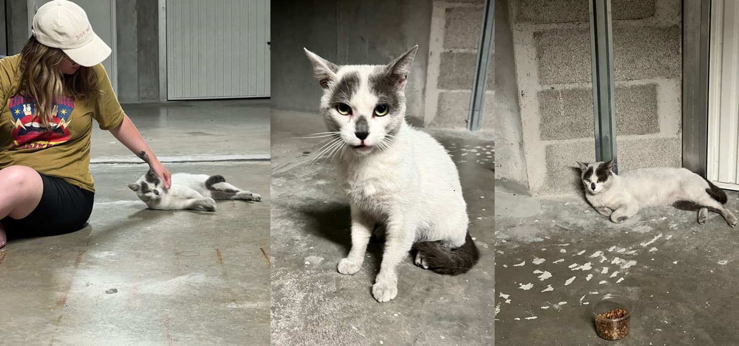 Adoption éthique chat