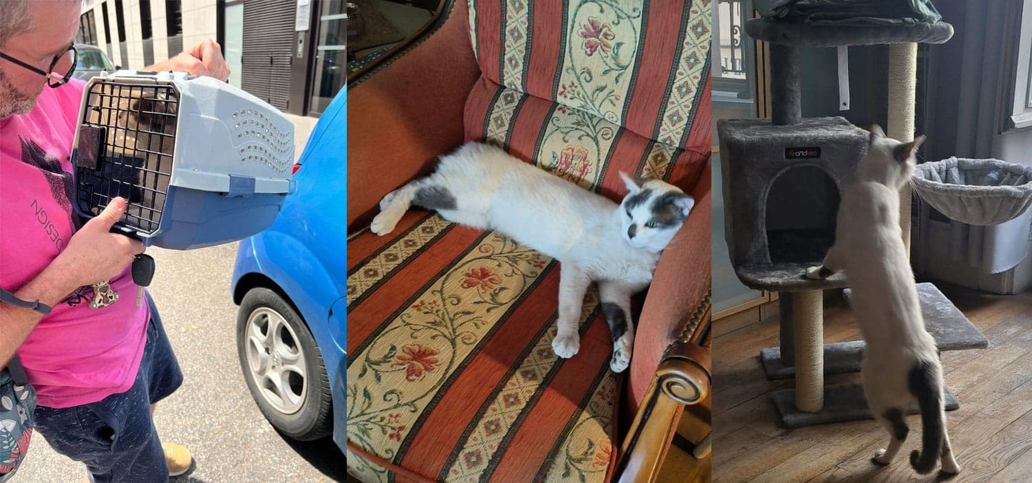 Adoption responsable d'un chat