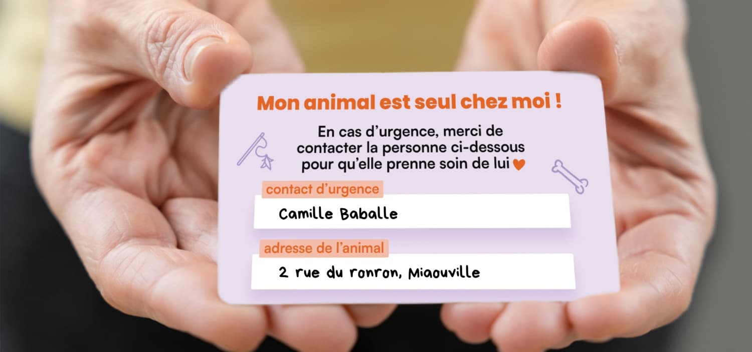 animal seul en cas d’accident