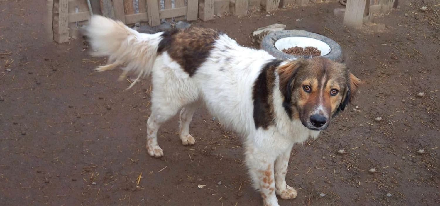 adopter un animal de refuge