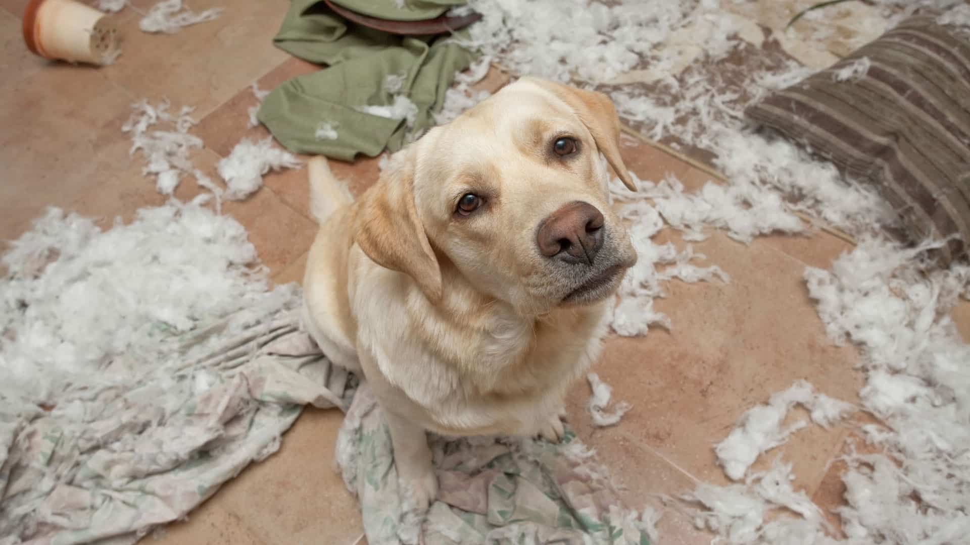 anxiété séparation chien