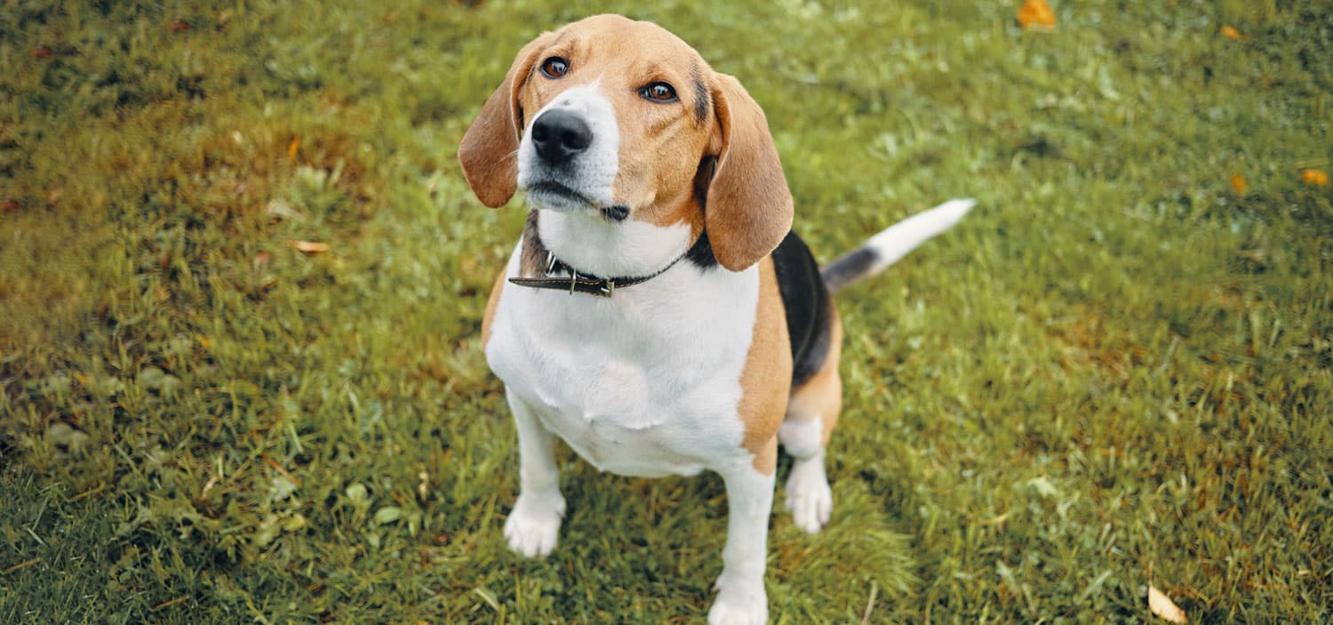 beagle de laboratoire