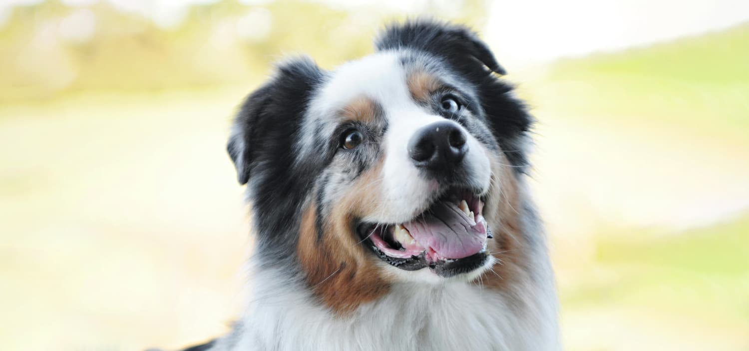 berger australien bleu merle