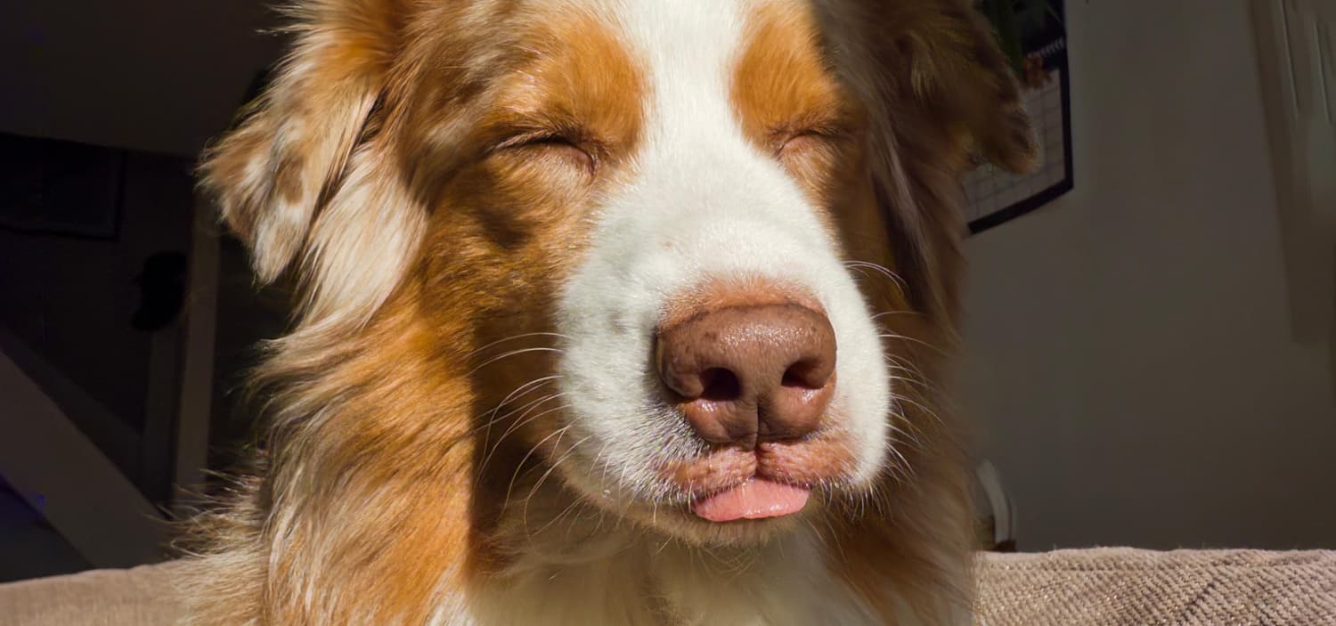 berger australien comportement