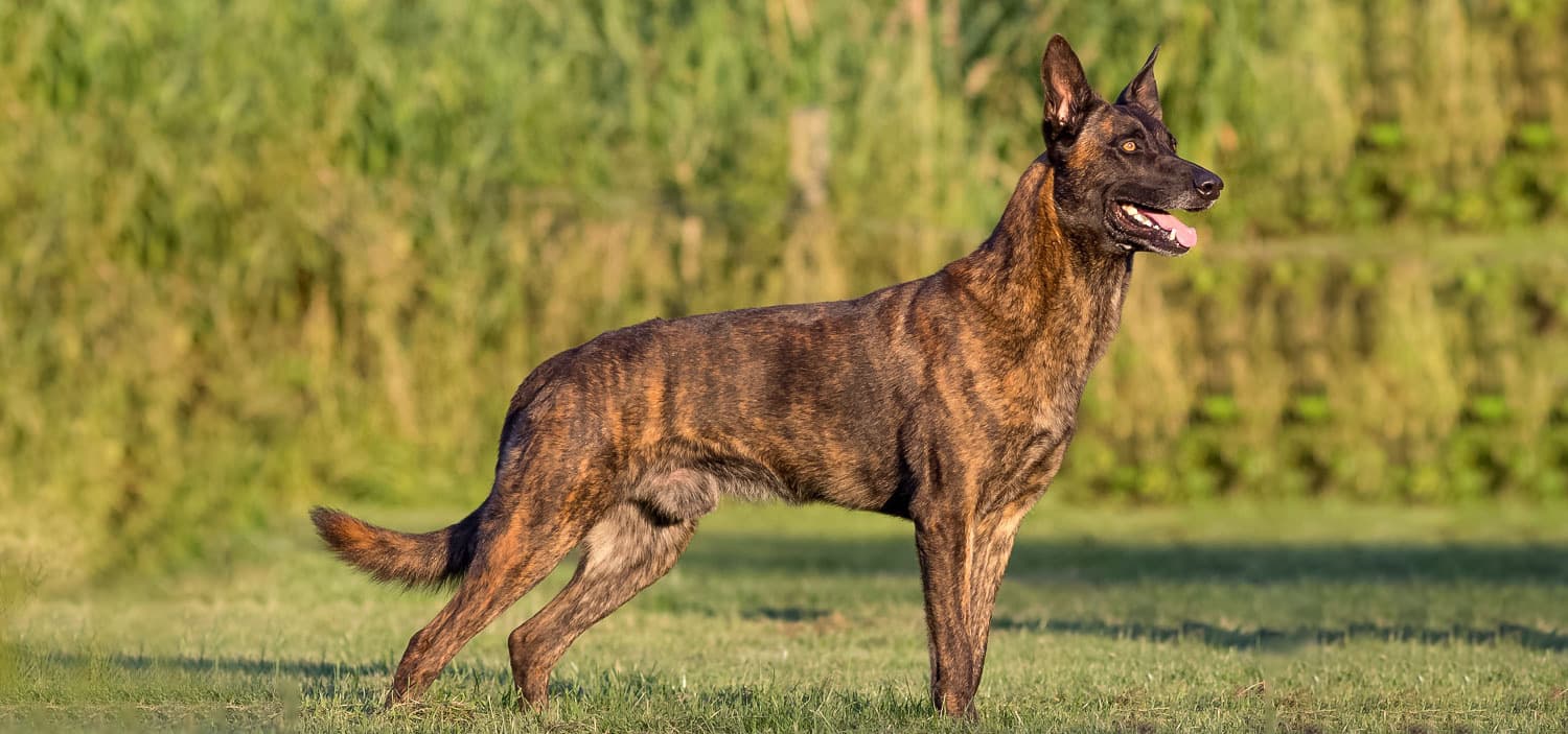 berger hollandais caractère