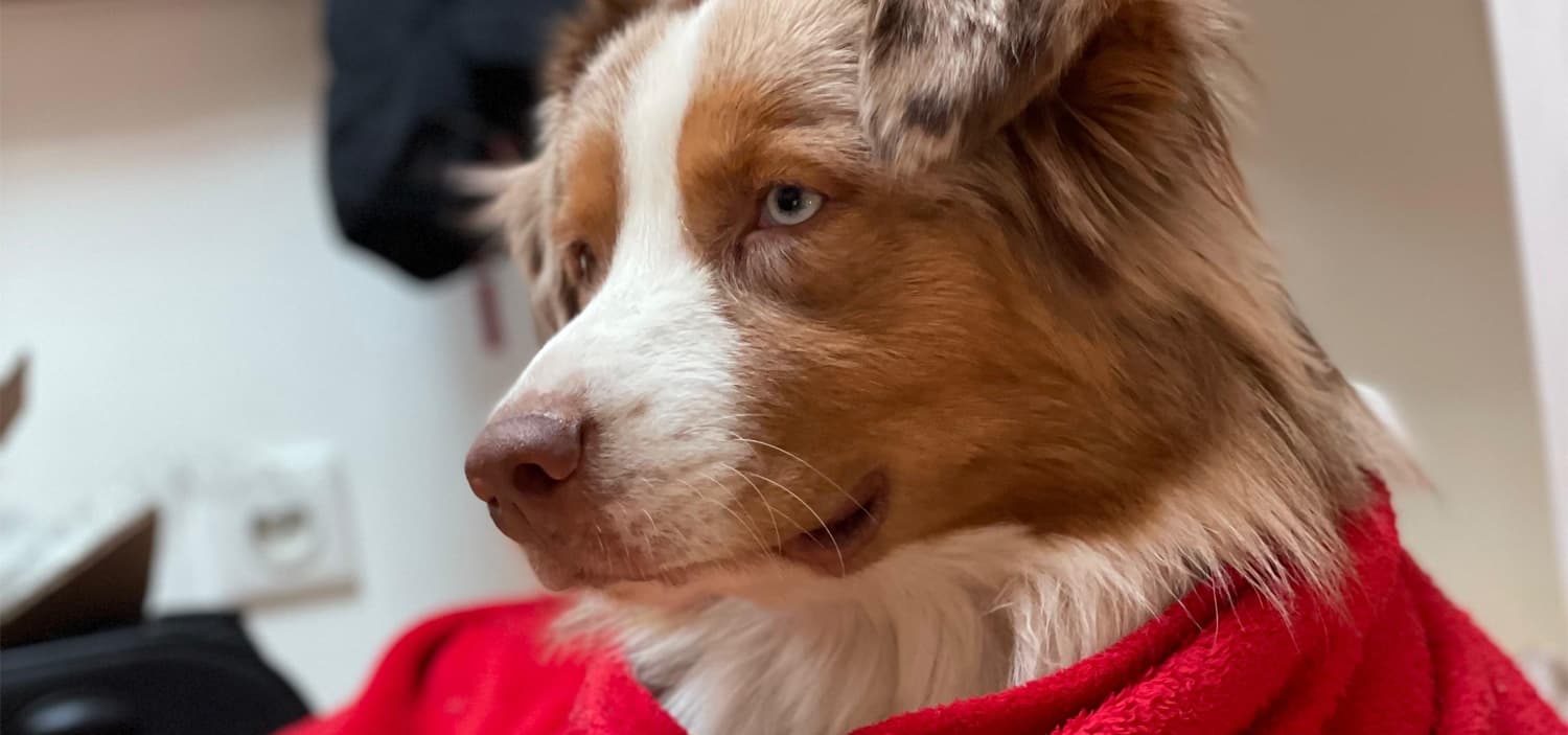 caractéristiques du berger australien