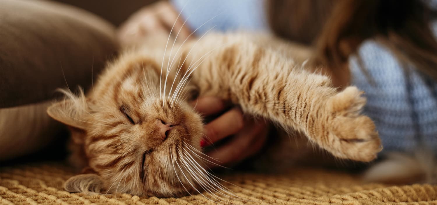 chat bien dans ses pattes