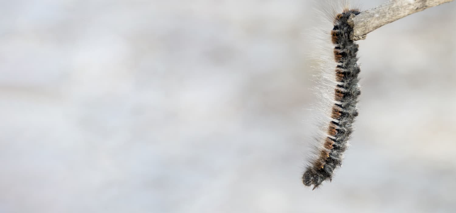 chenille processionnaire chien temps de réaction