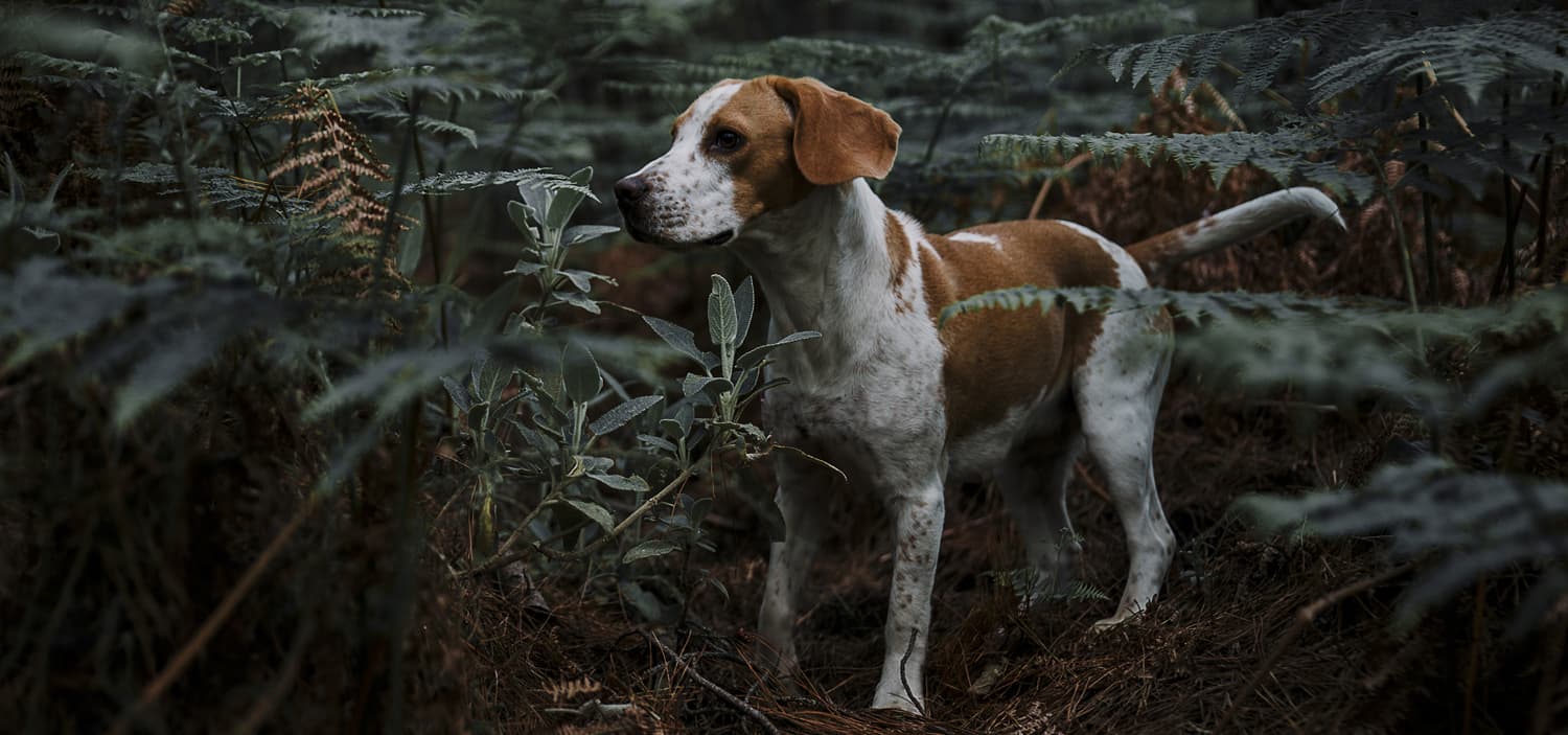 chenille processionnaire symptôme