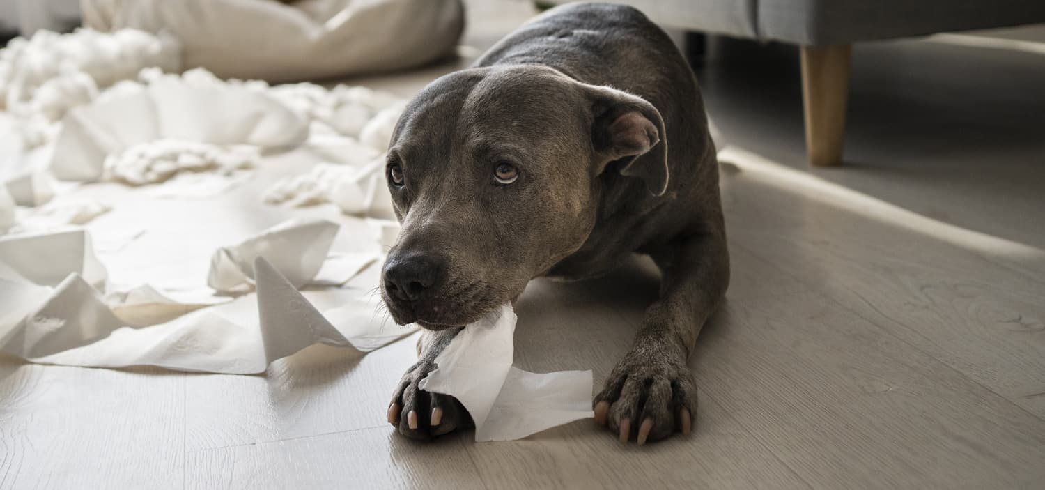 chien anxiété que faire
