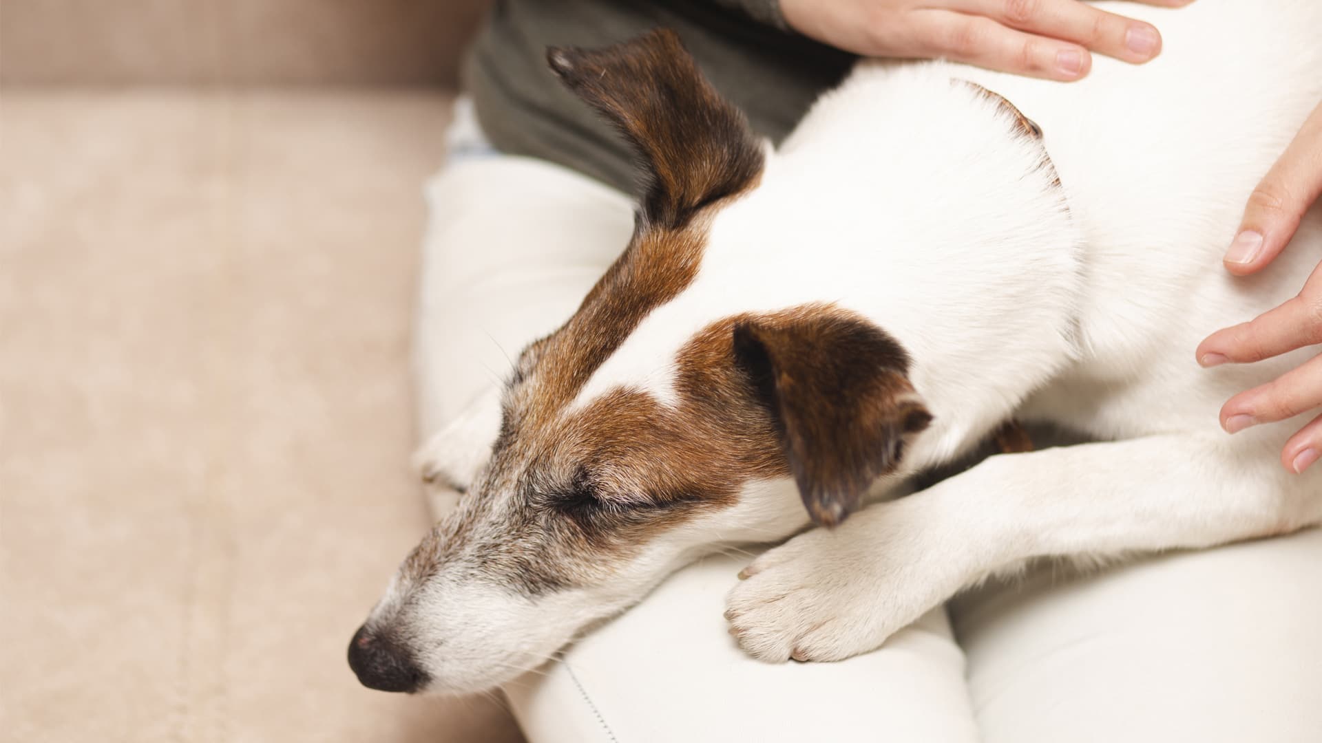 chien anxieux que faire